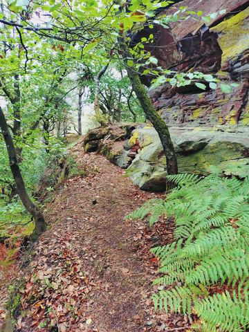 Schmaler Waldpfad unterhalb einer langen Sandsteinbank, rechts Farn, links lichter Laubwald