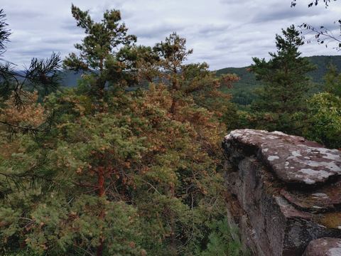 Flache Sandsteinplatte auf einer Felskuppe, daneben eine Kiefer, im Hintergrund bewaldete Hügel unter bewölktem Himmel