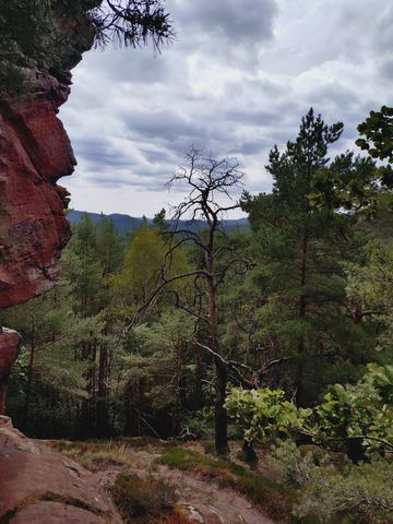 Blick zwischen roten Felsen hindurch auf bewaldete Hügel, davor eine abgestorbene Kiefer