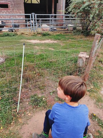 Kind hockt von hinten fotografiert vor einem Drahtzaun und schaut zu den Schweinen hinüber