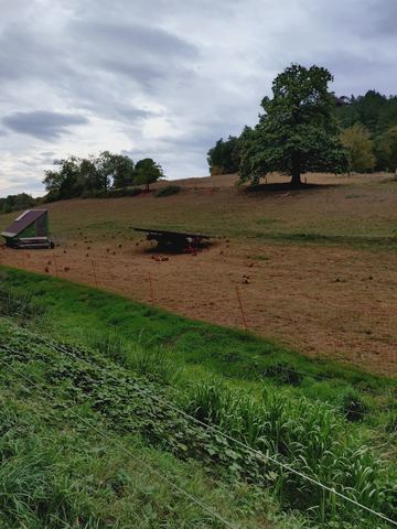 Weite Wiese mit frei laufenden Hühnern, einem fahrbaren Stall und einem Schattendach, dahinter ein großer Baum