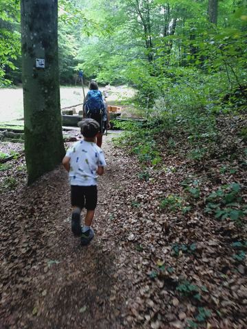 Zwei Personen gehen einen Waldweg zwischen Buchen hinunter, von hinten fotografiert