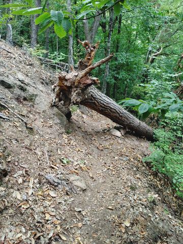 Entwurzelter Kiefernstamm liegt quer über einem schmalen Pfad an einem steilen Waldhang