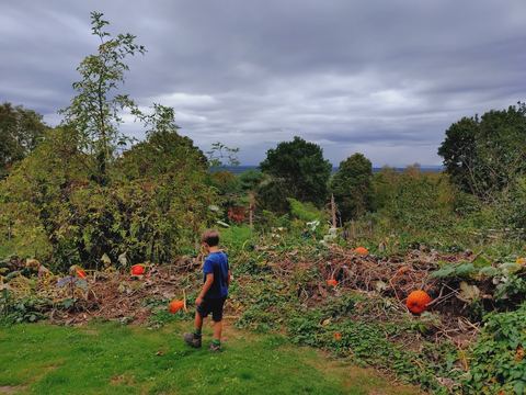 Kind steht von hinten vor einem Gartenbeet, zwischen abgestorbenem Kraut liegen orange Kürbisse