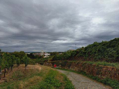 Gepflasterter Weg zwischen Rebzeilen und einer Bruchsteinmauer, am Horizont ein Riesenrad und ein hoher Turm eines Fahrgeschäfts