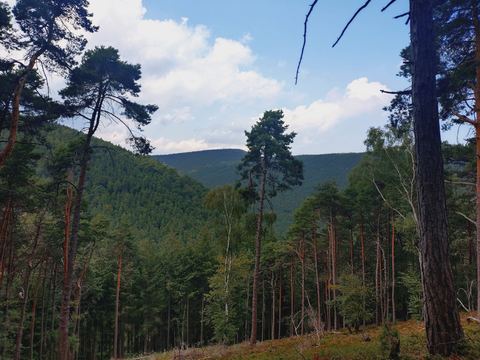 Blick über die bewaldeten Hügel des Pfälzerwalds, im Vordergrund hohe Kiefern