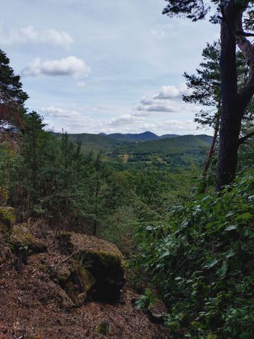 Blick zwischen Bäumen hindurch über bewaldete Hügel