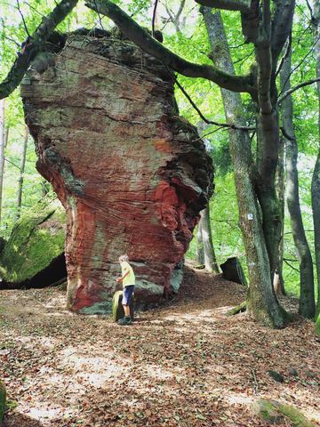 Der Saufels, ein großer roter Sandsteinblock im Buchenwald, oben breiter als unten, unser Raphael steht klein davor