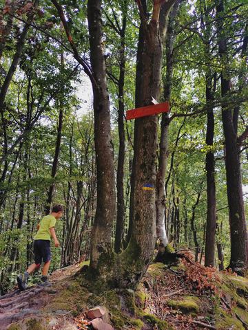 Rotes Holzschild an einem Buchenstamm mit blau-gelber Wegmarkierung, dahinter läuft unser Raphael den Pfad entlang