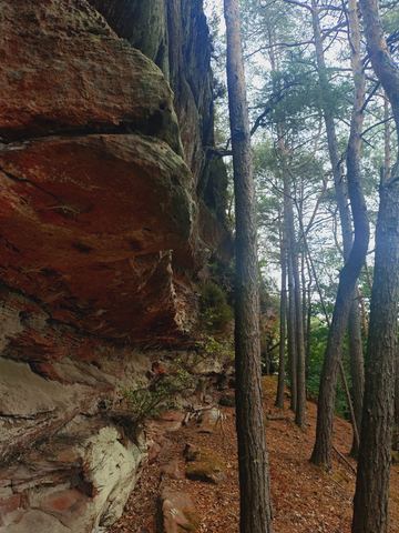 Lange rote Sandsteinwand am Wegrand, davor hohe Kiefern