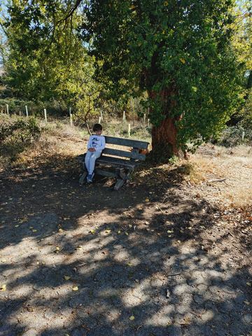 Kind sitzt klein auf einer verwitterten Holzbank unter einem großen Baum am Rand eines Feldwegs